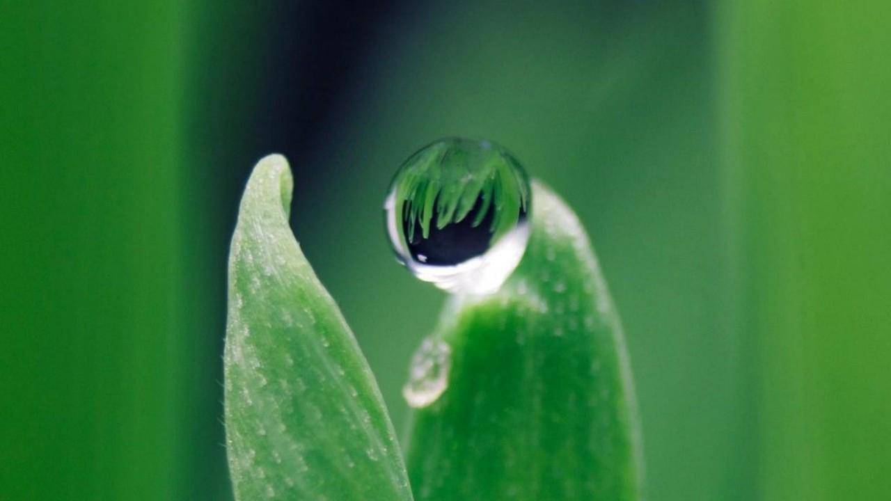 杨花柳絮随风舞，雨生百谷夏将至。